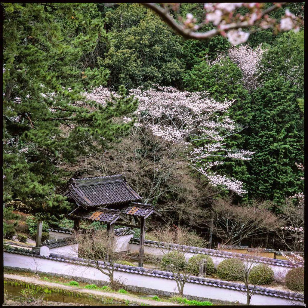 桜　山門のある風景