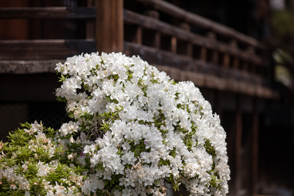 建中寺　ツツジ４