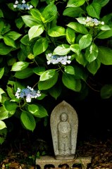 本光寺（あじさい寺）１