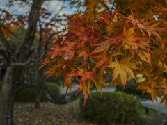 紅葉