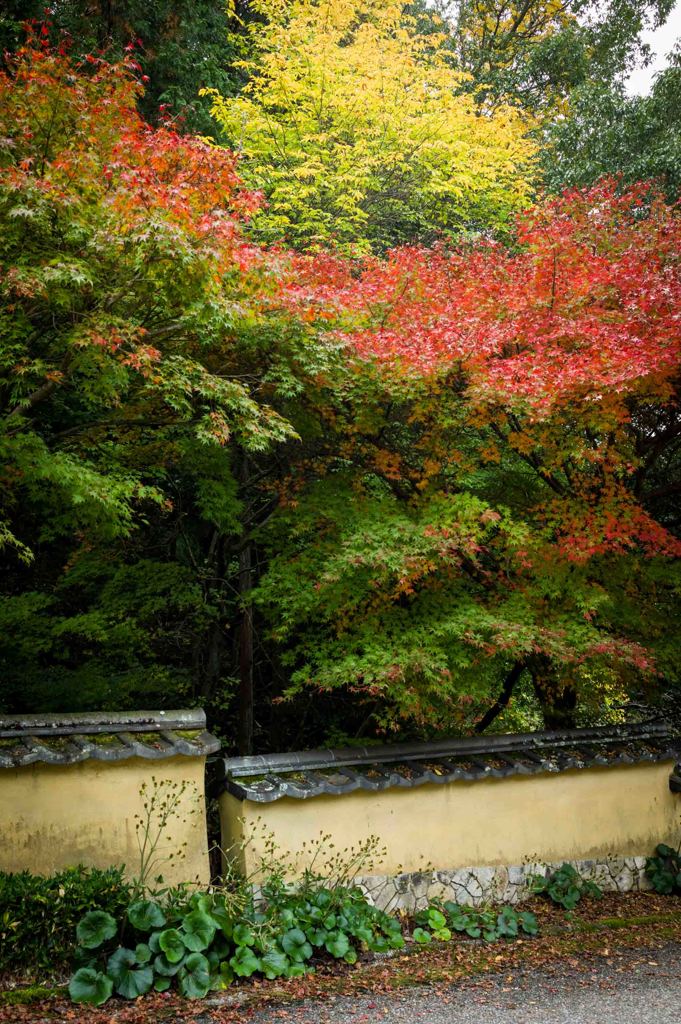 土塀のある紅葉