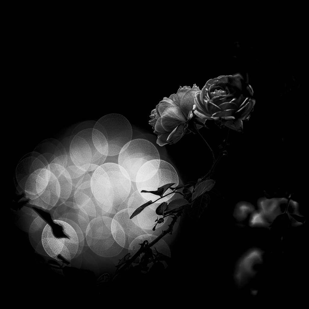 Rose At Night By Caprice Pic Id 写真共有サイト Photohito