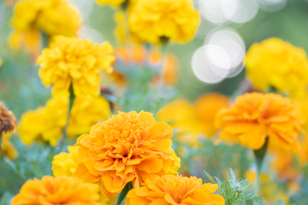 Marigold