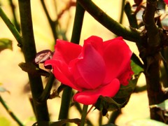 今日であった花　５