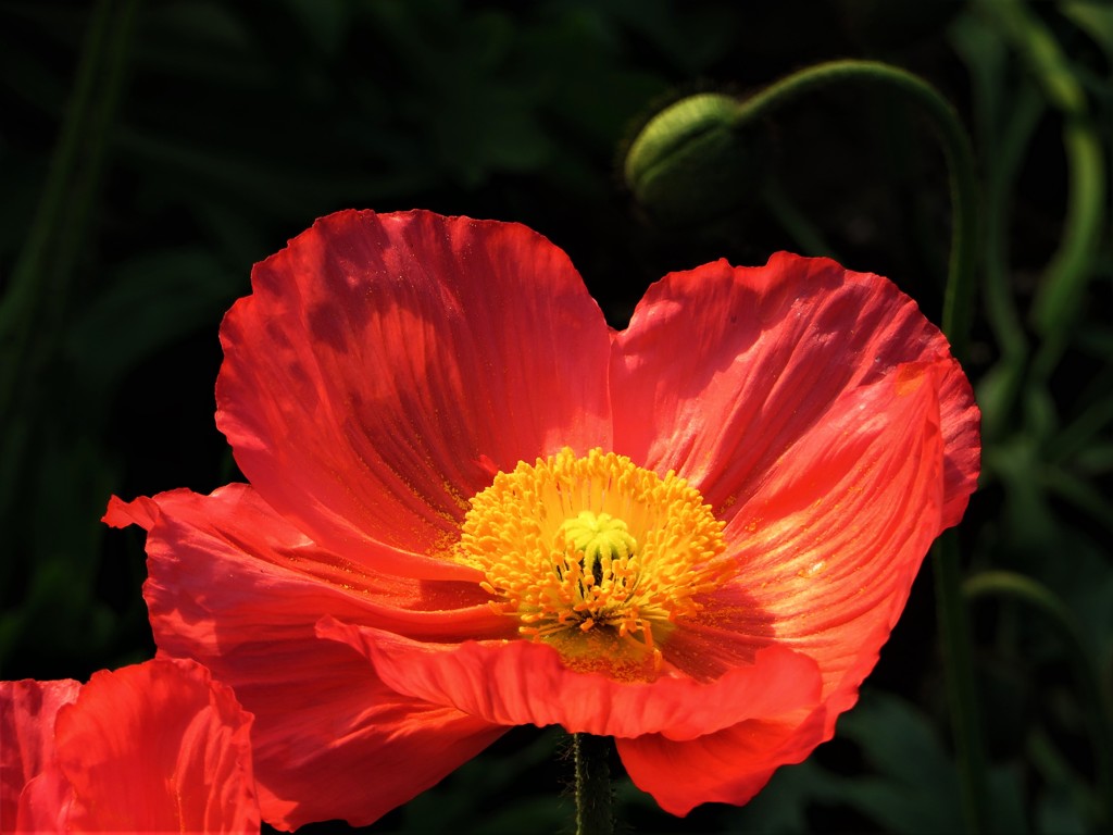 真冬に観た花　真紅