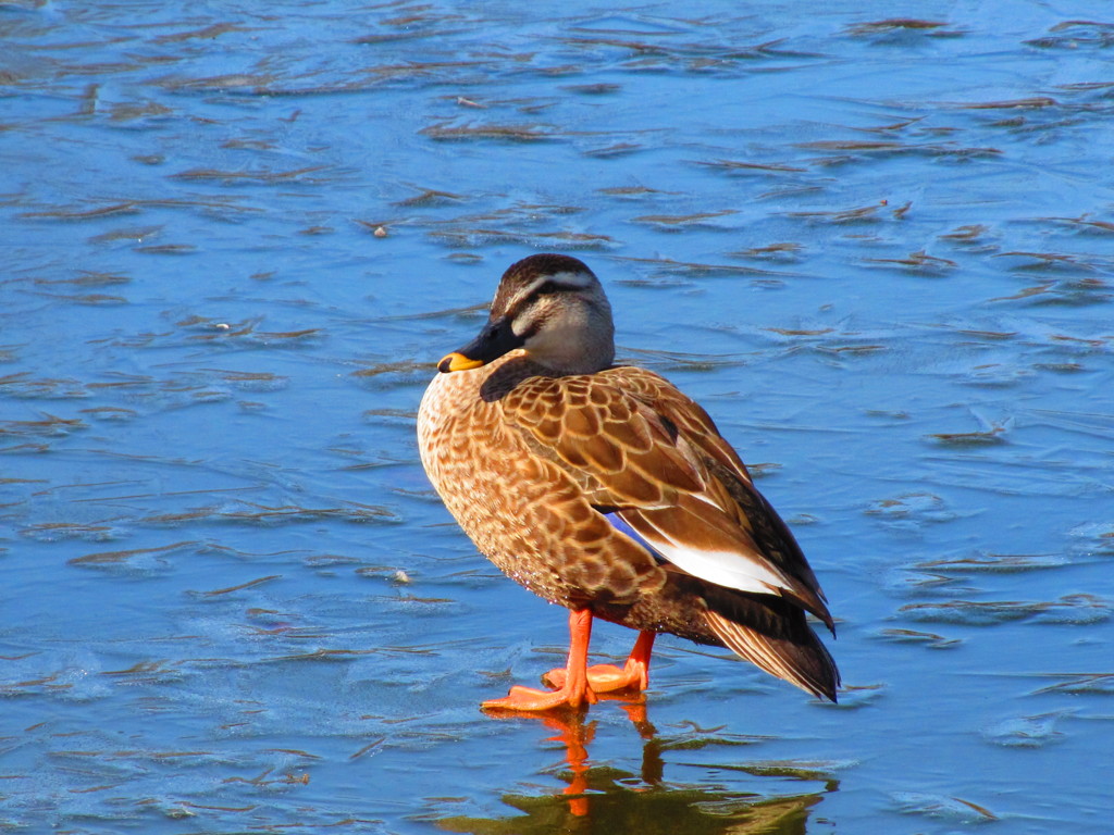 ２０１４年２月に見た風景（鴨）