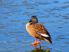 ２０１４年２月に見た風景（鴨）