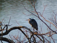 昨日観た風景　大きな鳥