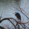 昨日観た風景　大きな鳥