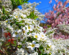 春を教えてくれた花たち