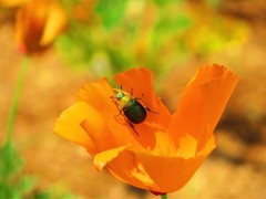 花とコガネムシ