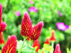 春はやっぱりキャンディー色(^^)