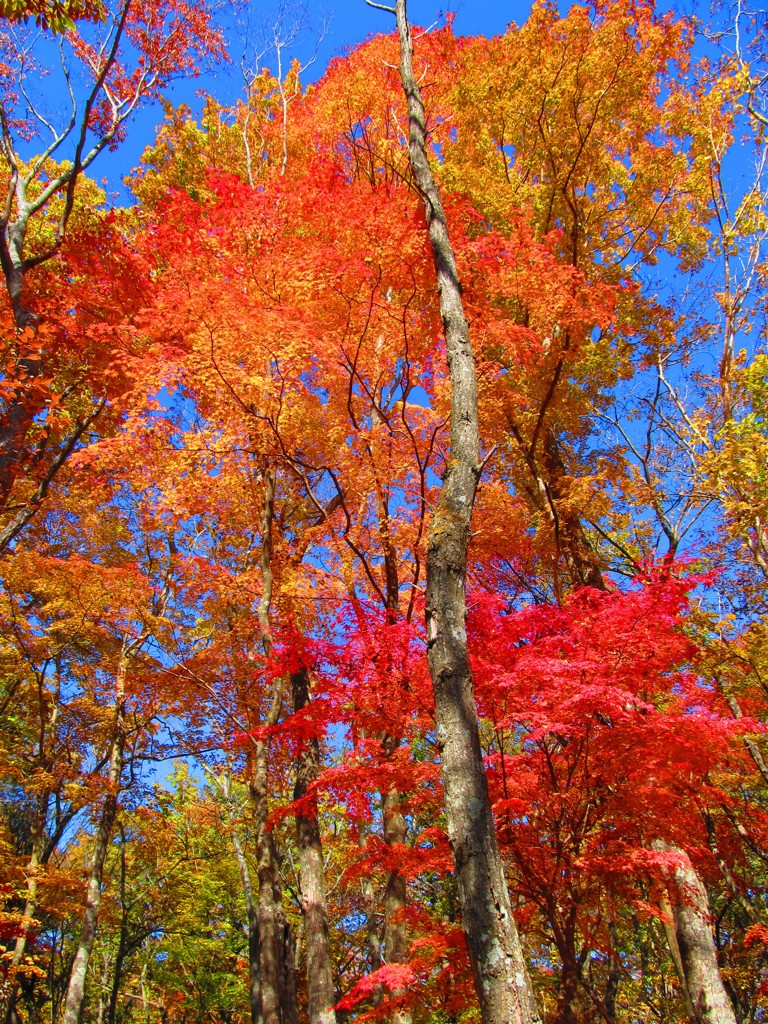 林の中で出会った紅葉
