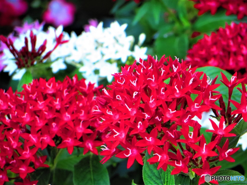 夏色の花　３