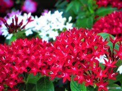 夏色の花　３
