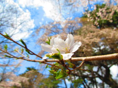 桜