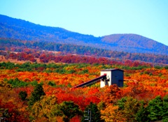 紅葉の中の工場