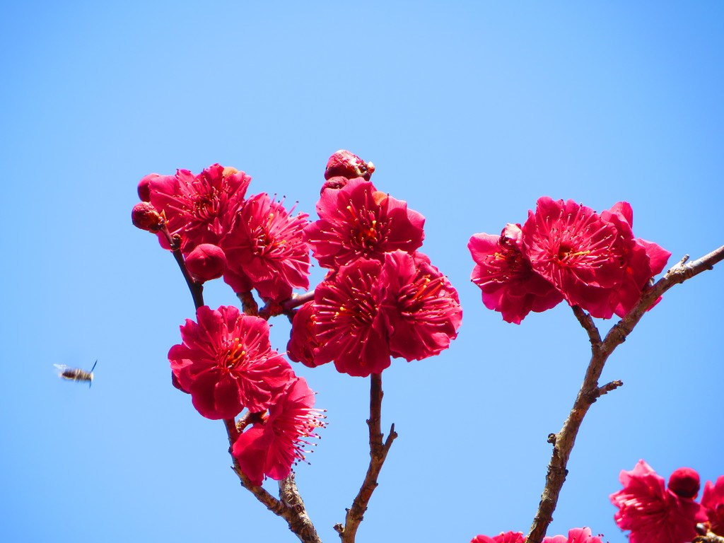 紅梅