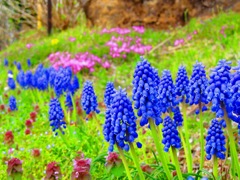 ２０１４年４月に見た風景（ムスカリー）