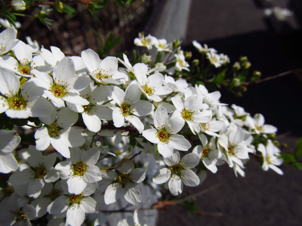 白く、華やかに(^^)