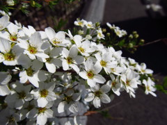 白く、華やかに(^^)