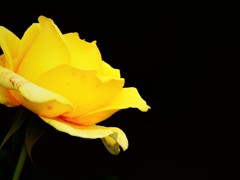 薔薇