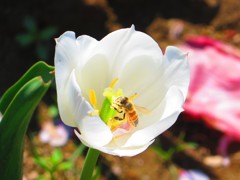 チューリップと蜜蜂