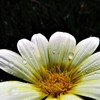 南の島の花１