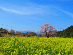 さくらと菜の花
