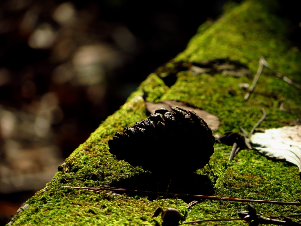 秋をかんじた風景
