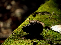 秋をかんじた風景