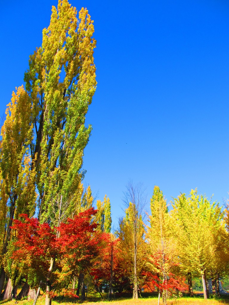 湖畔で出会った紅葉