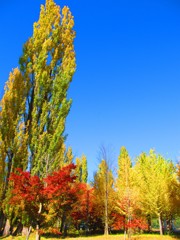 湖畔で出会った紅葉