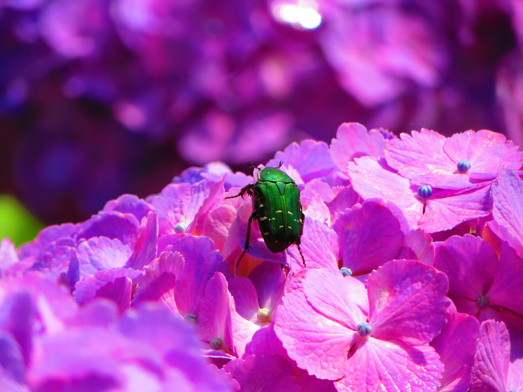 あじさいとはなむぐり