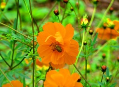 秋の花