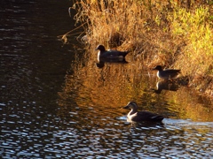 出かけましょうか