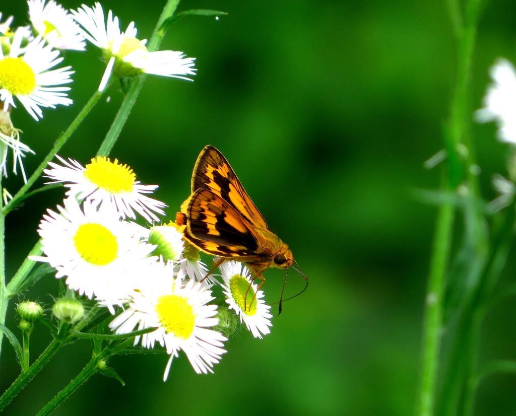 鮮やか（セセリ蝶）
