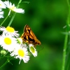 鮮やか（セセリ蝶）