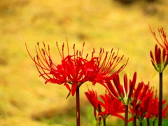 秋の花２