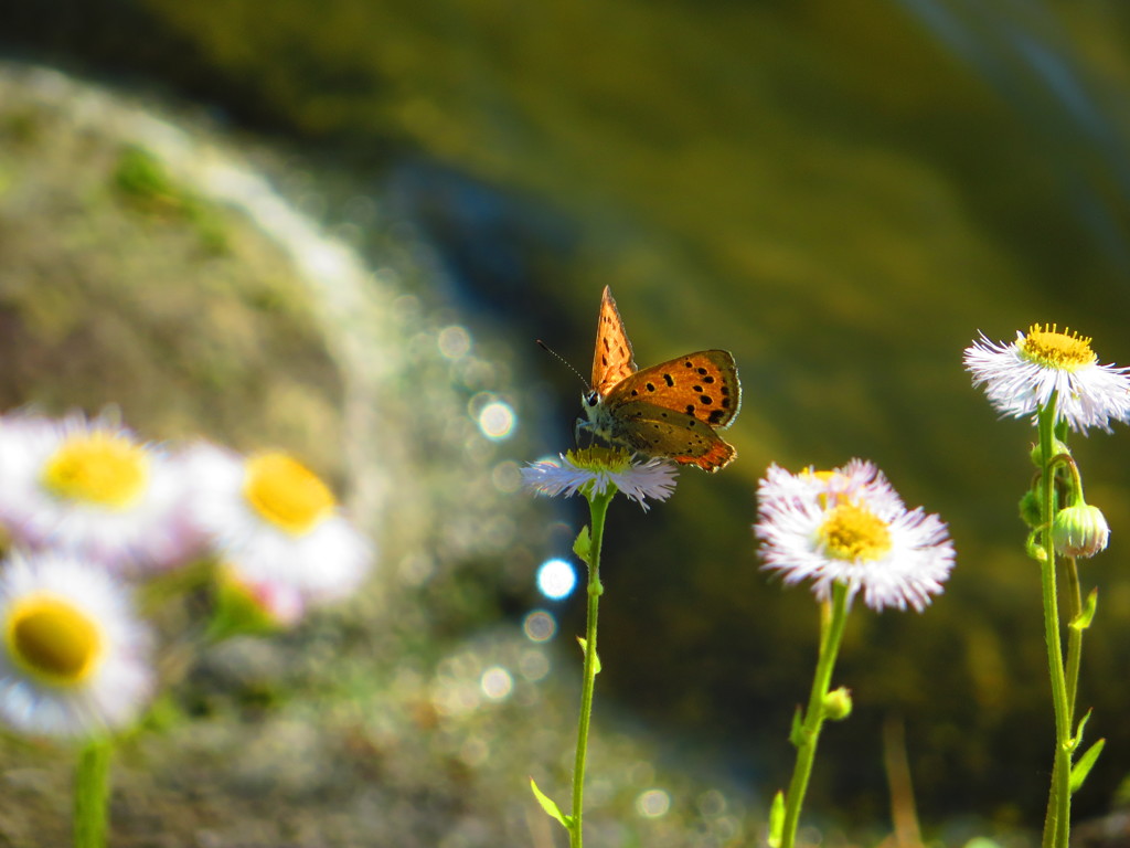 ハルジオンとベニシジミ