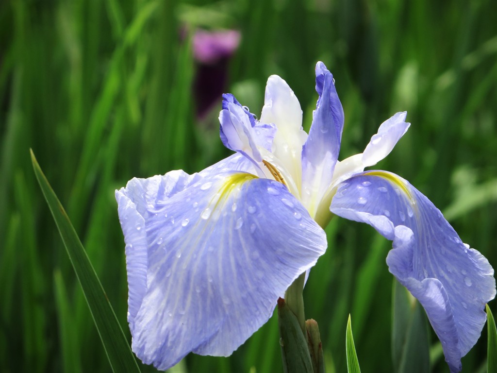 雨上り　花菖蒲