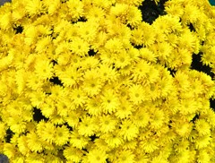 菊　黄色