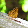 夏の思い出　キマダラヒカゲ
