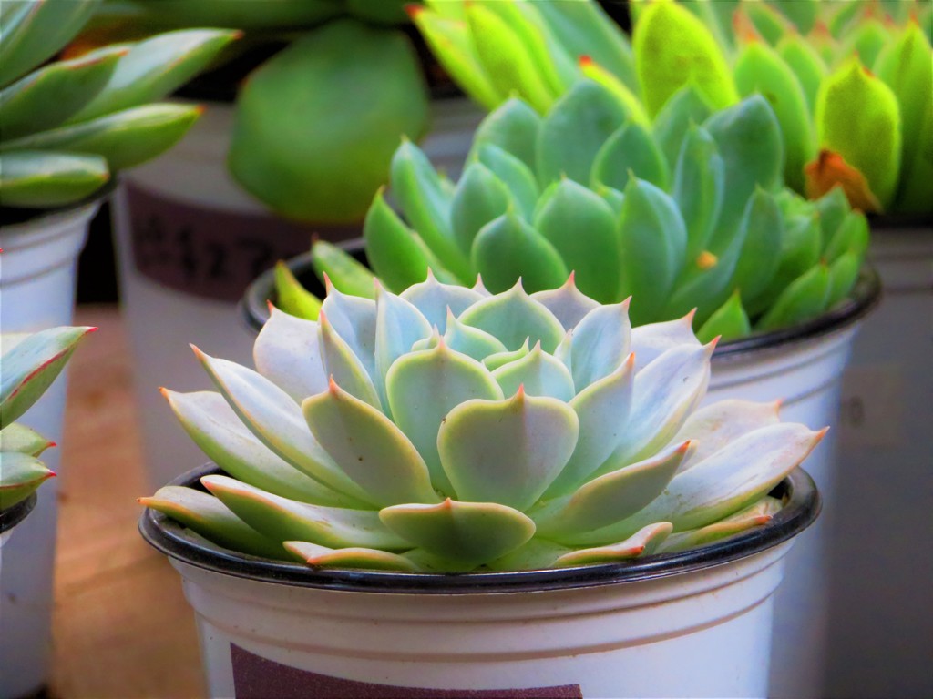 なんとなく楽しくなる植物２