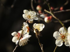 白梅