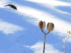 雪の日木陰で見つけたもの