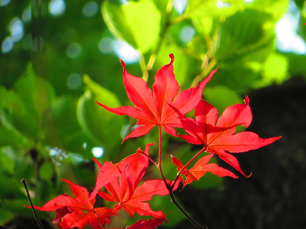 初夏の紅葉