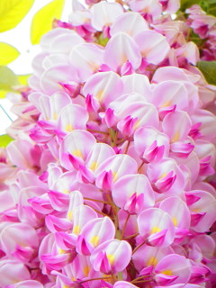 藤の花ピンク