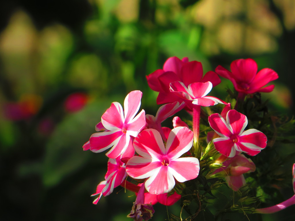 昨日見た風景５