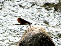 kawatonbo